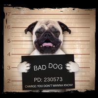 Bad Dog Funny Pug Prison Mug Shot Drawstring Bag