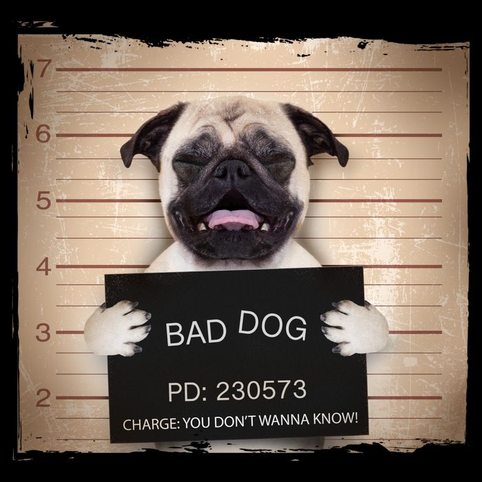 Bad Dog Funny Pug Prison Mug Shot Drawstring Bag