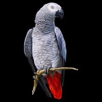 Beautiful African Grey Parrot Bucket Hat