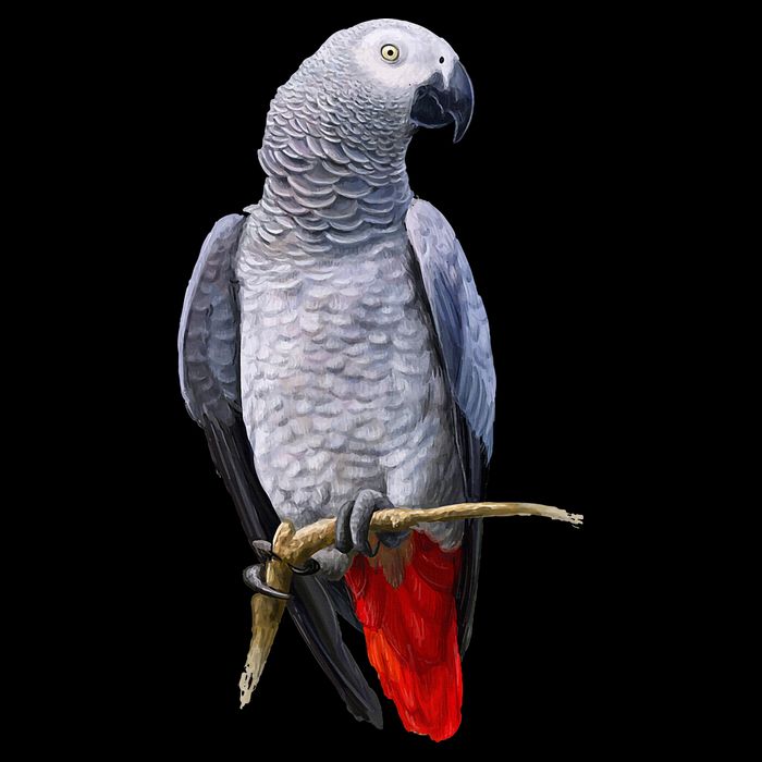 Beautiful African Grey Parrot Bucket Hat