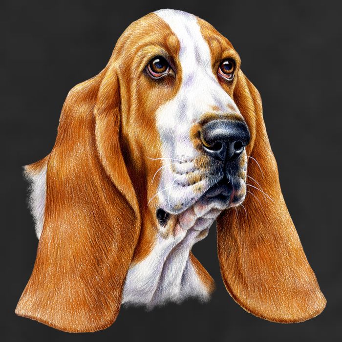 Basset Hound Face Adult Drive Performance Visor