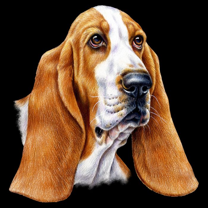 Basset Hound Face 16 in Basic Backpack