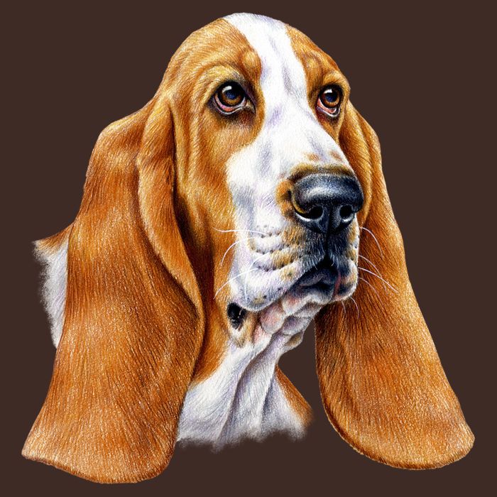 Basset Hound Face T-Shirt