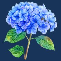 Beautiful Blue Hydrangea Flowers Apron