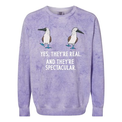 Bluefooted Booby Seabird Boobies Colorblast Crewneck Sweatshirt