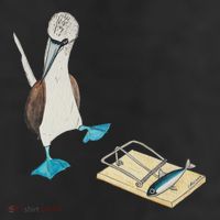 Bluefooted Booby Trap 7 Panel Mesh Trucker Snapback Hat