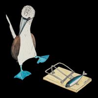 Bluefooted Booby Trap Youth Performance Sprint T-Shirt