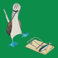 Bluefooted Booby Trap Hoodie