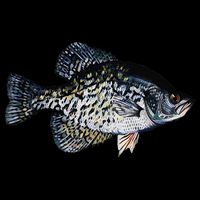 Black Crappie Fish Lucky Crappie Fishing Gift Impact Tech Backpack