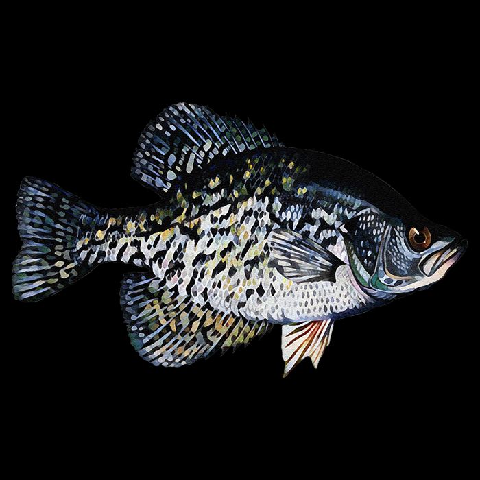 Black Crappie Fish Lucky Crappie Fishing Gift Impact Tech Backpack
