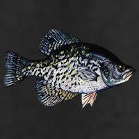 Black Crappie Fish Lucky Crappie Fishing Gift 11oz C Handle Ceramic Mug