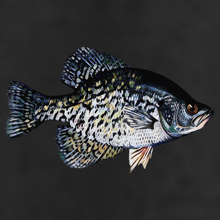 Black Crappie Fish Lucky Crappie Fishing Gift 11oz C Handle Ceramic Mug