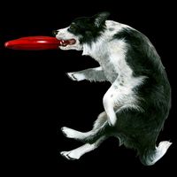 Border Collie Frisbee Graphic Sheepdog Print Gift 16oz Travel Tumbler