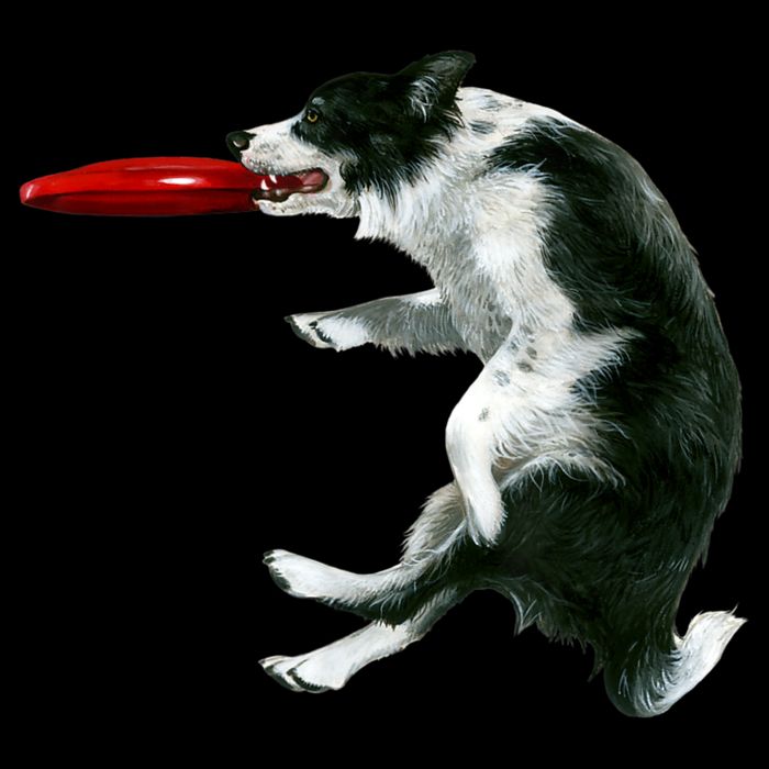 Border Collie Frisbee Graphic Sheepdog Print Gift 16oz Travel Tumbler