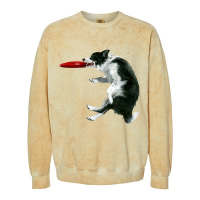 Border Collie Frisbee Graphic Sheepdog Print Gift Colorblast Crewneck Sweatshirt