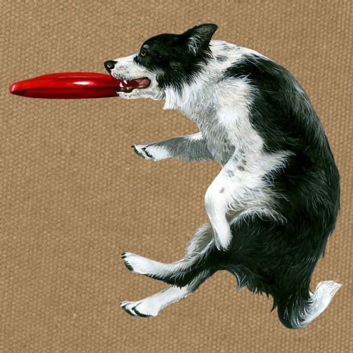 Border Collie Frisbee Graphic Sheepdog Print Gift Cotton Canvas Backpack