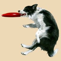 Border Collie Frisbee Graphic Sheepdog Print Gift Bag