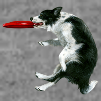 Border Collie Frisbee Graphic Sheepdog Print Gift Sustainable Beanie