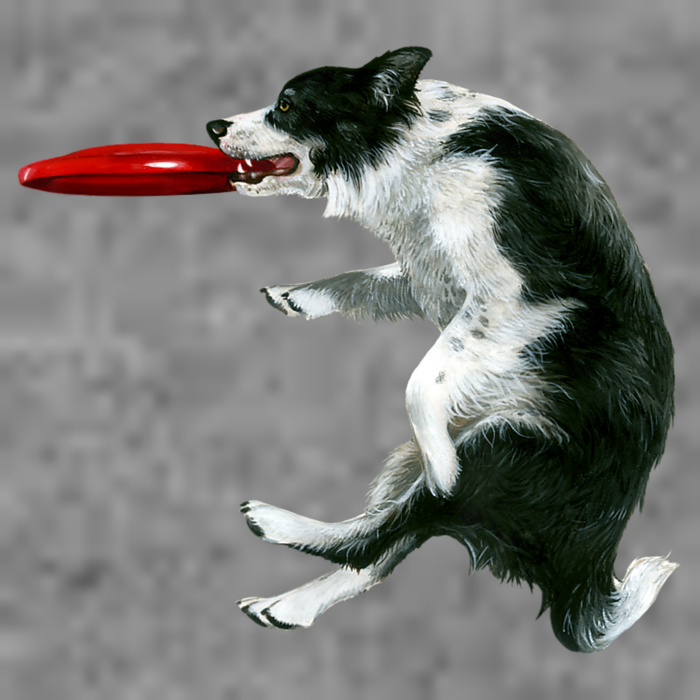Border Collie Frisbee Graphic Sheepdog Print Gift Sustainable Beanie