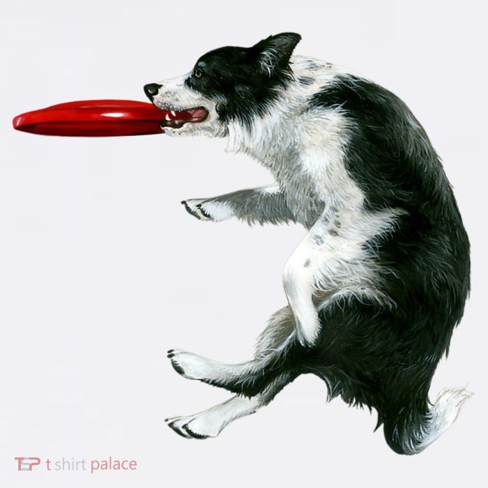 Border Collie Frisbee Graphic Sheepdog Print Gift Womens T-Shirt