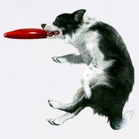 Border Collie Frisbee Graphic Sheepdog Print Gift Kids T-Shirt