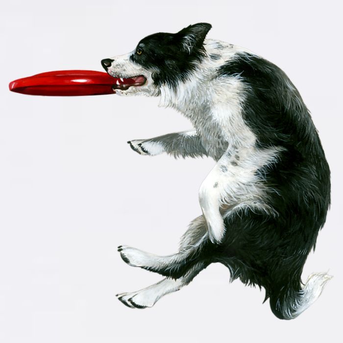 Border Collie Frisbee Graphic Sheepdog Print Gift Kids T-Shirt