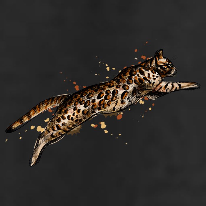 Bengal Cat Jumping From A Splash 7 Panel Mesh Trucker Snapback Hat