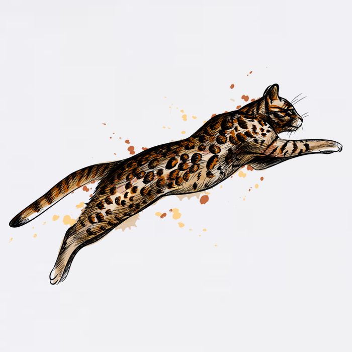 Bengal Cat Jumping From A Splash Apron