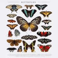 Butterfly Collection Just A Girl Who Loves Butterflies Button