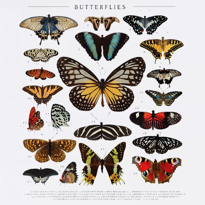 Butterfly Collection Just A Girl Who Loves Butterflies Button