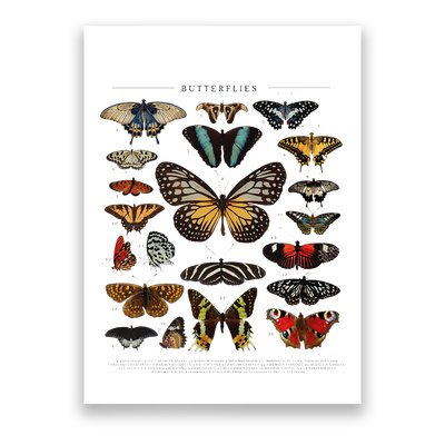 Butterfly Collection Just A Girl Who Loves Butterflies Poster