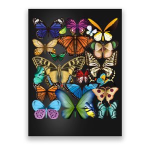 Butterfly Collection Monarch Butterfly Lover Butterflies Poster