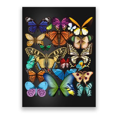 Butterfly Collection Monarch Butterfly Lover Butterflies Poster