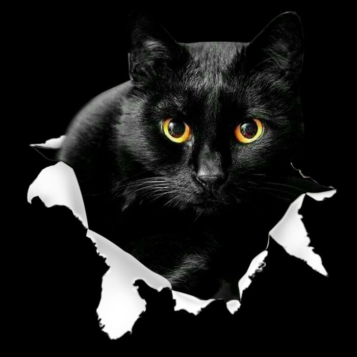 Black Cat Torn Cloth Gifts For Cat Lover Cat Dad Cat Mom Impact Tech Backpack