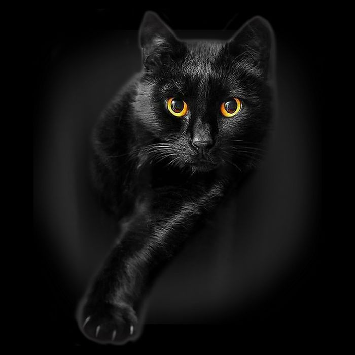 Black Cat Yellow Eyes TShirt Cats Tee Shirt T-Shirt