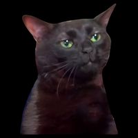 Black Cat Zoning Out Backpack