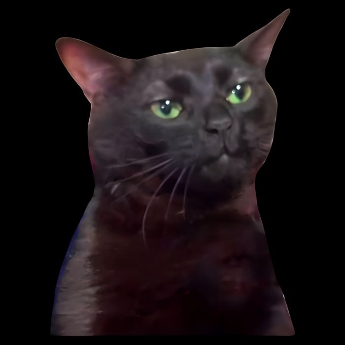 Black Cat Zoning Out Backpack