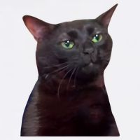 Black Cat Zoning Out Magnet