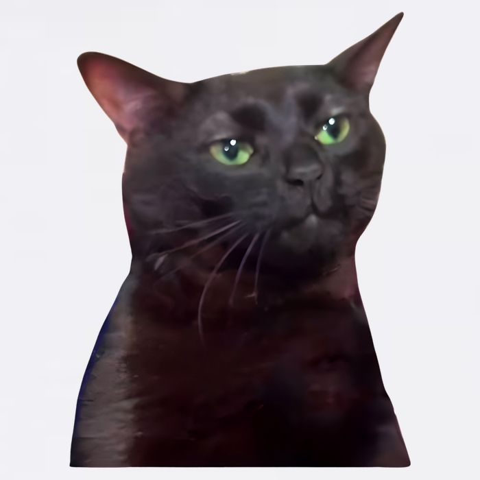 Black Cat Zoning Out Magnet