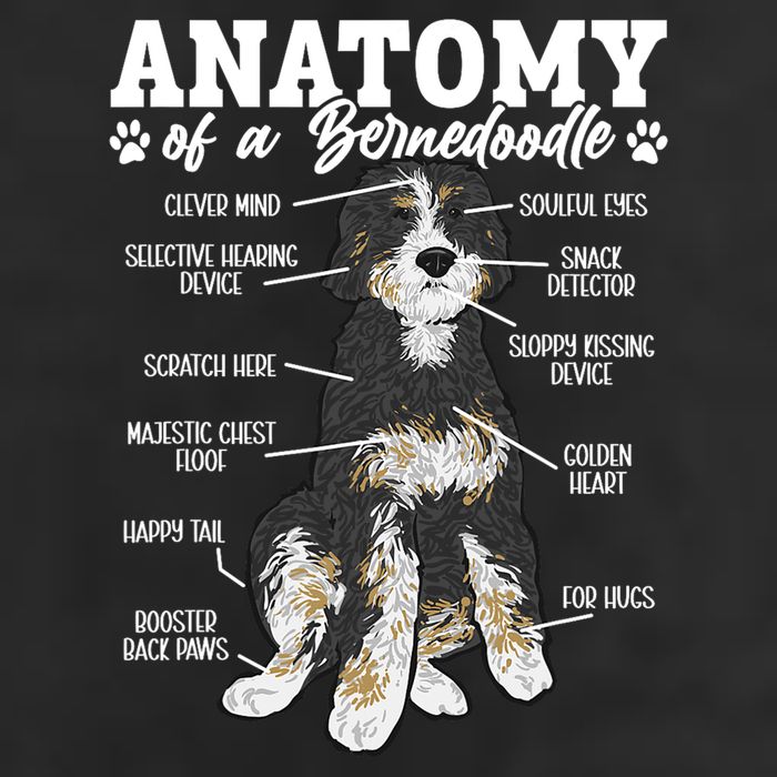 Bernedoodle Dog Anatomy Of A Bernedoodle Adult Drive Performance Visor