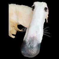 Borzoi Dog Meme Funny Long Nose Borzoi Russian Sighthound Flatbill Hat