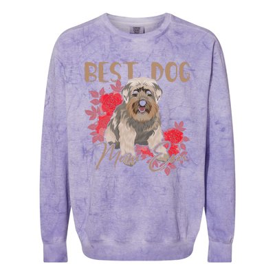 Best Dog Mom Ever Miniature Schnauzer Funny Mother's Colorblast Crewneck Sweatshirt