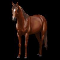 Beautiful Dark Sorrel Chestnut Quarter Horse Lover Retro Tall T-Shirt