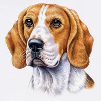 Beagle Face Garment-Dyed Sweatshirt