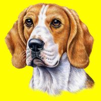 Beagle Face Women's V-Neck T-Shirt