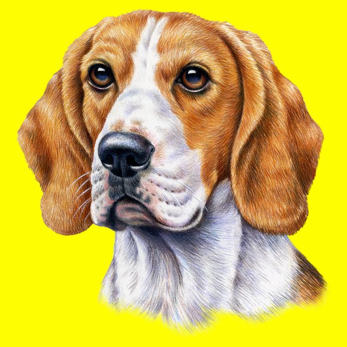 Beagle Face Women's V-Neck T-Shirt