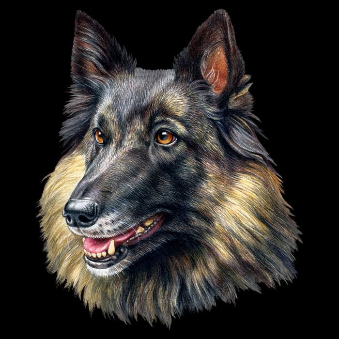 Belgian Tervuren Backpack