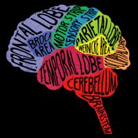 Brain Frontal Lobe Temporal Lobe Cerebellum Brainstem Funny Gift Flat Bill Trucker Hat