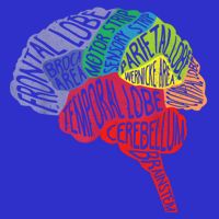 Brain Frontal Lobe Temporal Lobe Cerebellum Brainstem Funny Gift 16 in Basic Backpack
