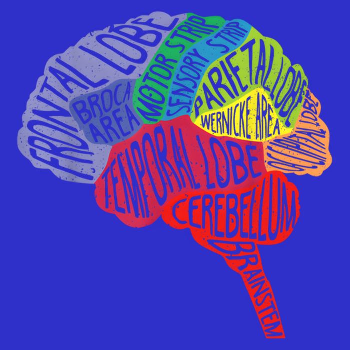 Brain Frontal Lobe Temporal Lobe Cerebellum Brainstem Funny Gift 16 in Basic Backpack